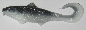 Banjo 4,5 cm, Farbe B016